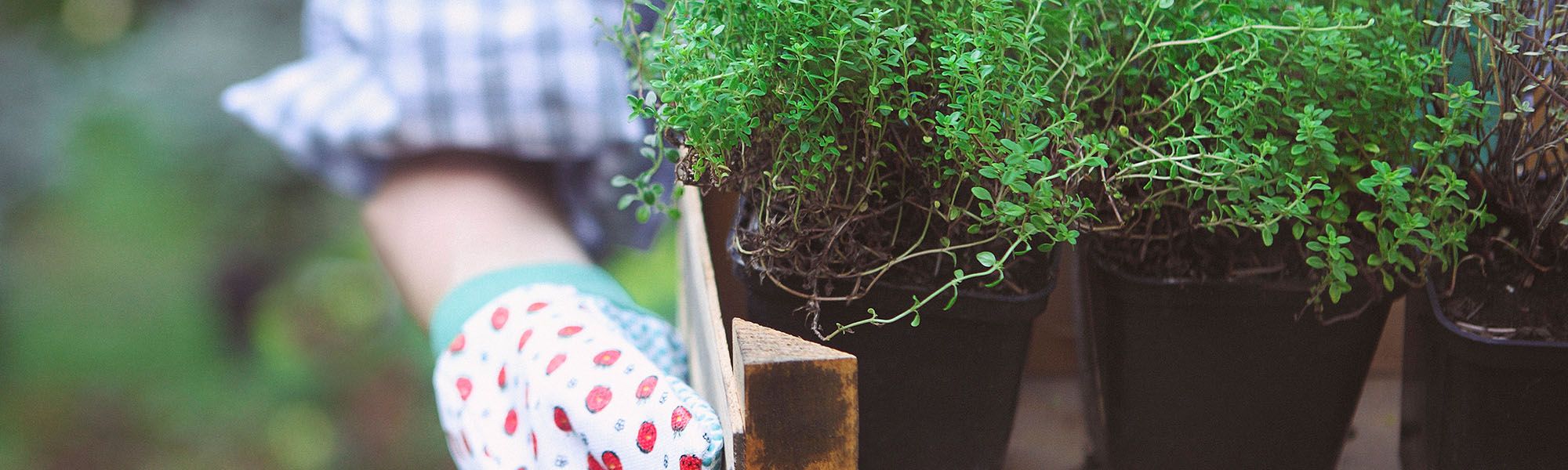 plantes dans une boite 