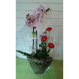 orchidée dans vase