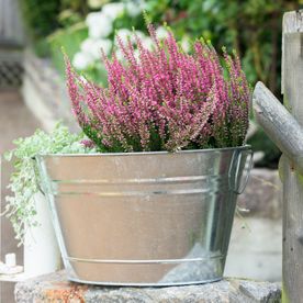 bruyère dans pot