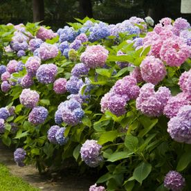 hortensias